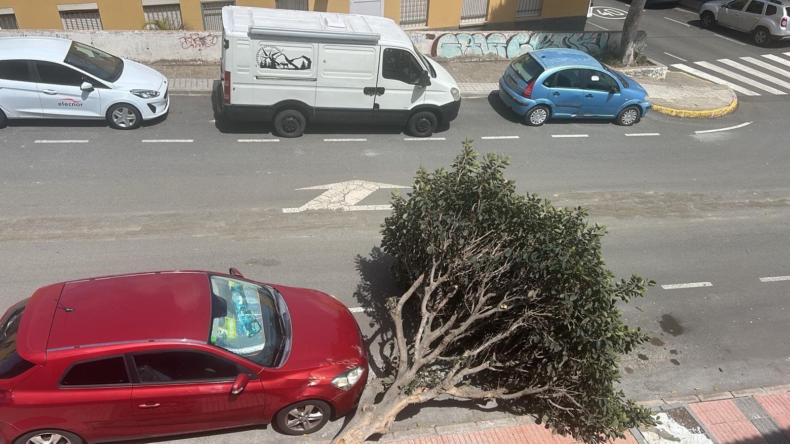 arbol2